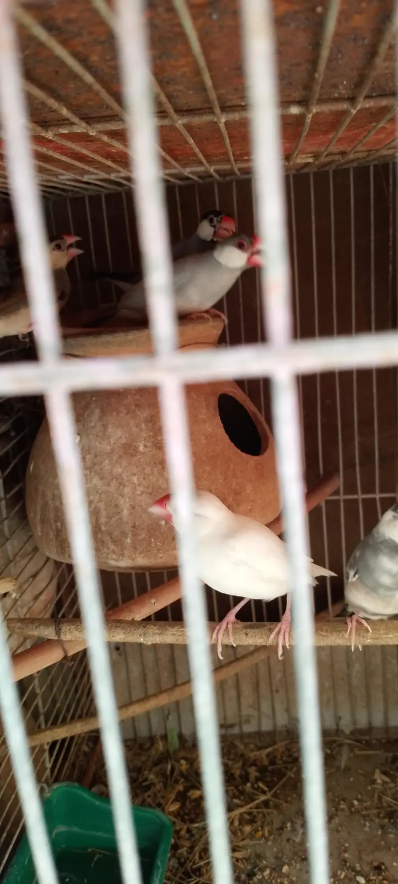 Jawa finches for sale. . . — photo 7