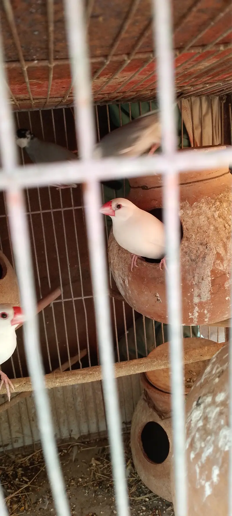 Jawa finches for sale. . . — photo 8