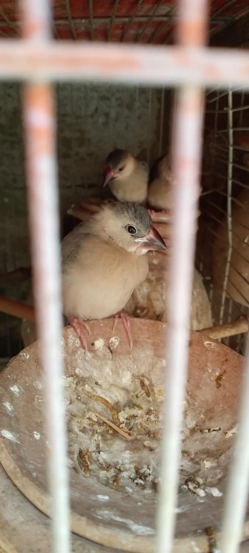 Jawa finches for sale. . . — photo 9