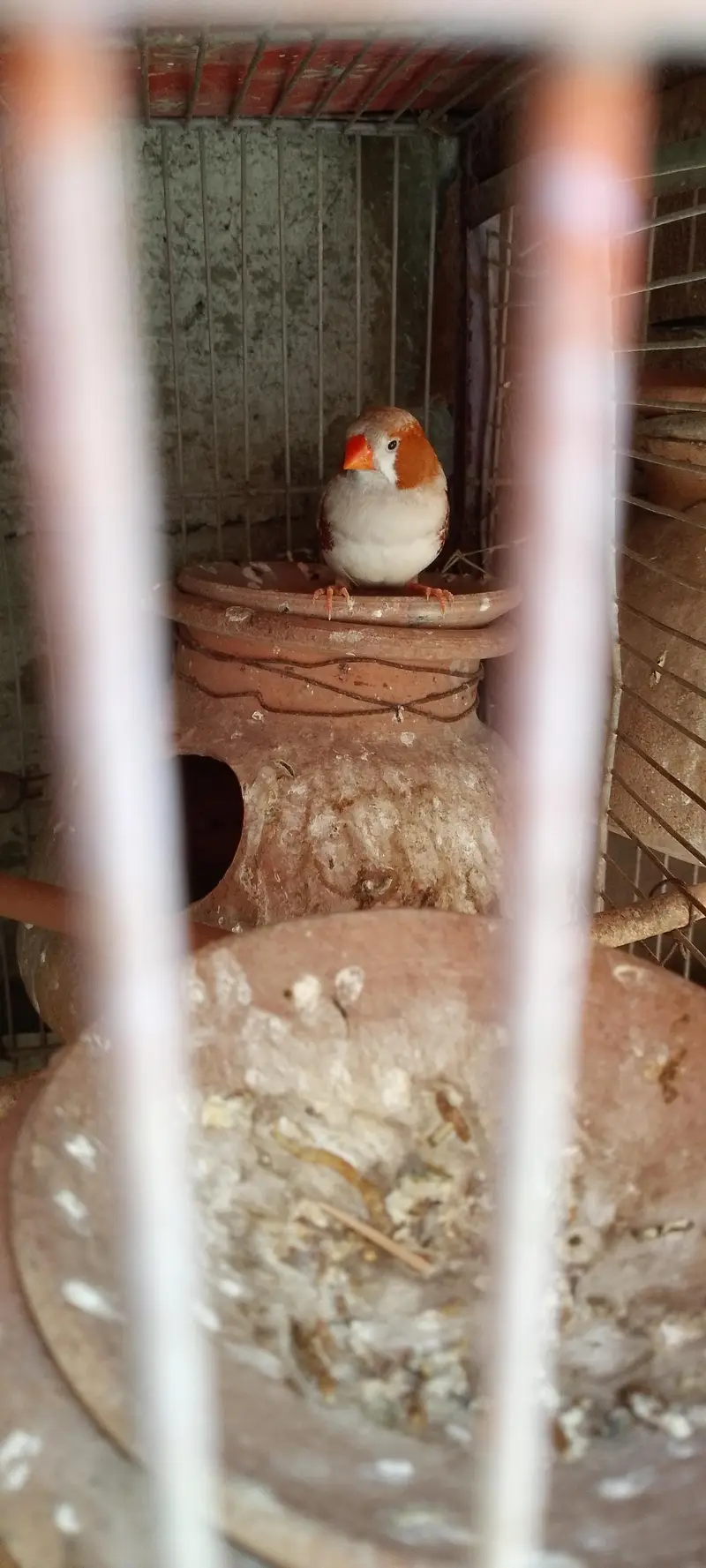 Jawa finches for sale. . . — photo 10