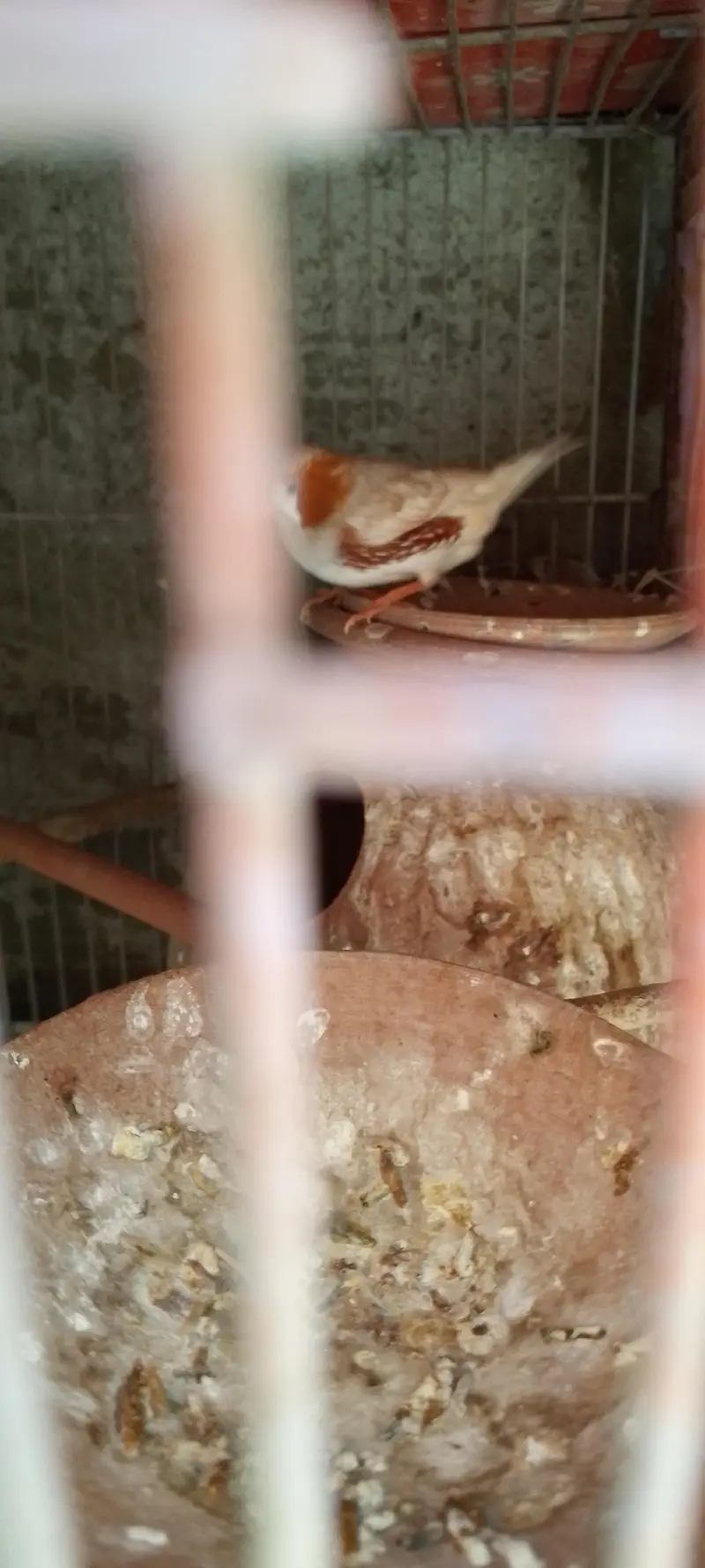 Jawa finches for sale. . . — photo 11