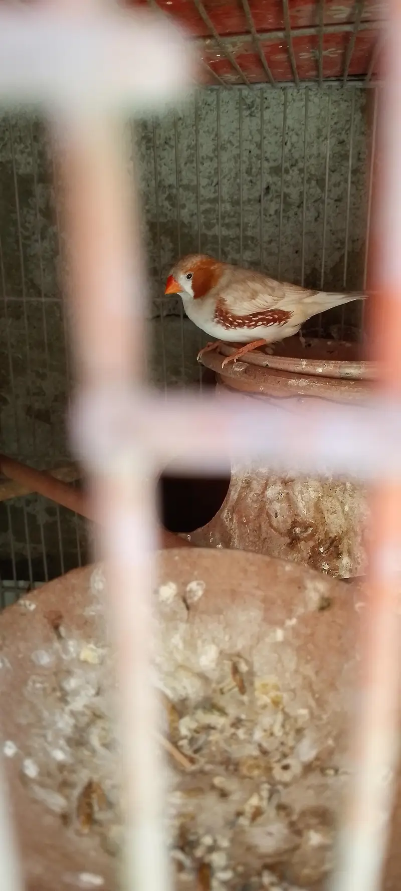 Jawa finches for sale. . . — photo 12