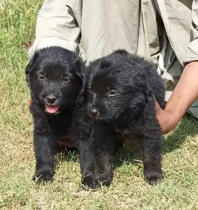 Black German Shepherd Pair | GSD | German Shepherd long coat pupy — photo 4
