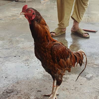 pure mianwali murga urgent for sale