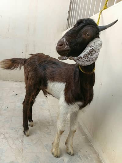 Bakra 6 month ka hn 1 Bakra 30000