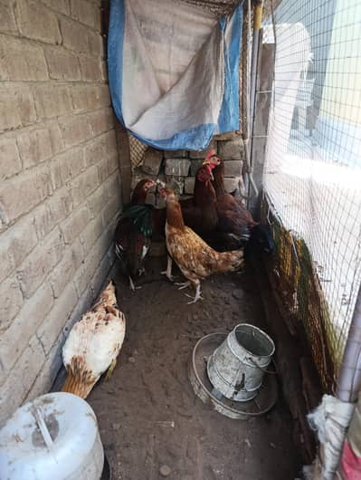 5 Hens for Sale