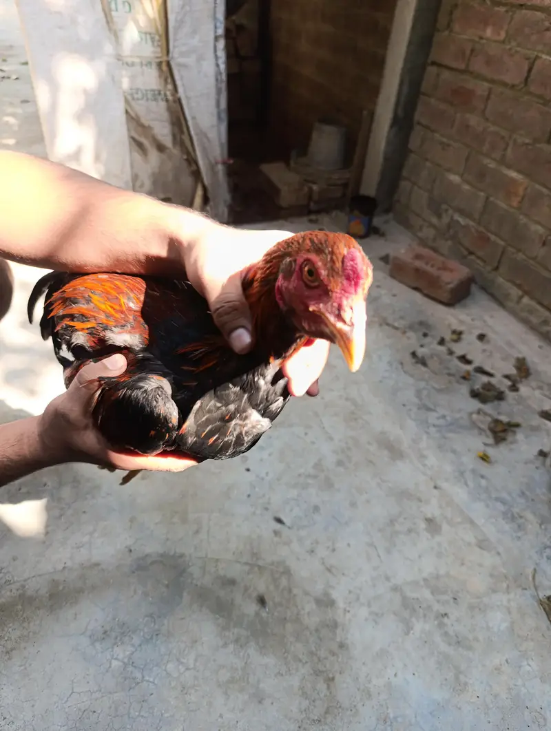 5 Hens for Sale — photo 2