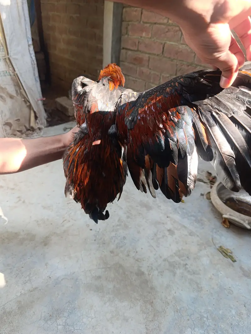 5 Hens for Sale — photo 3