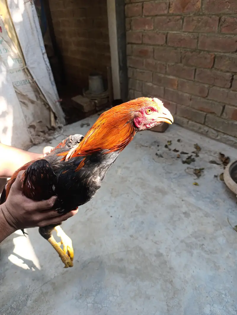 5 Hens for Sale — photo 4