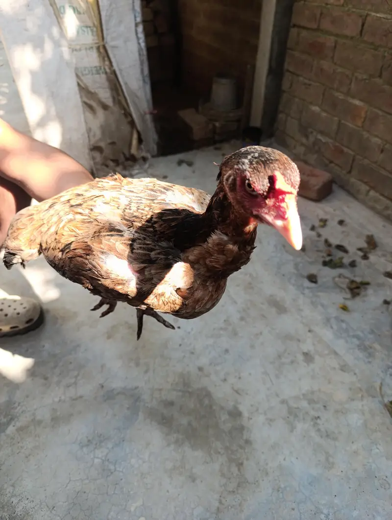 5 Hens for Sale — photo 5