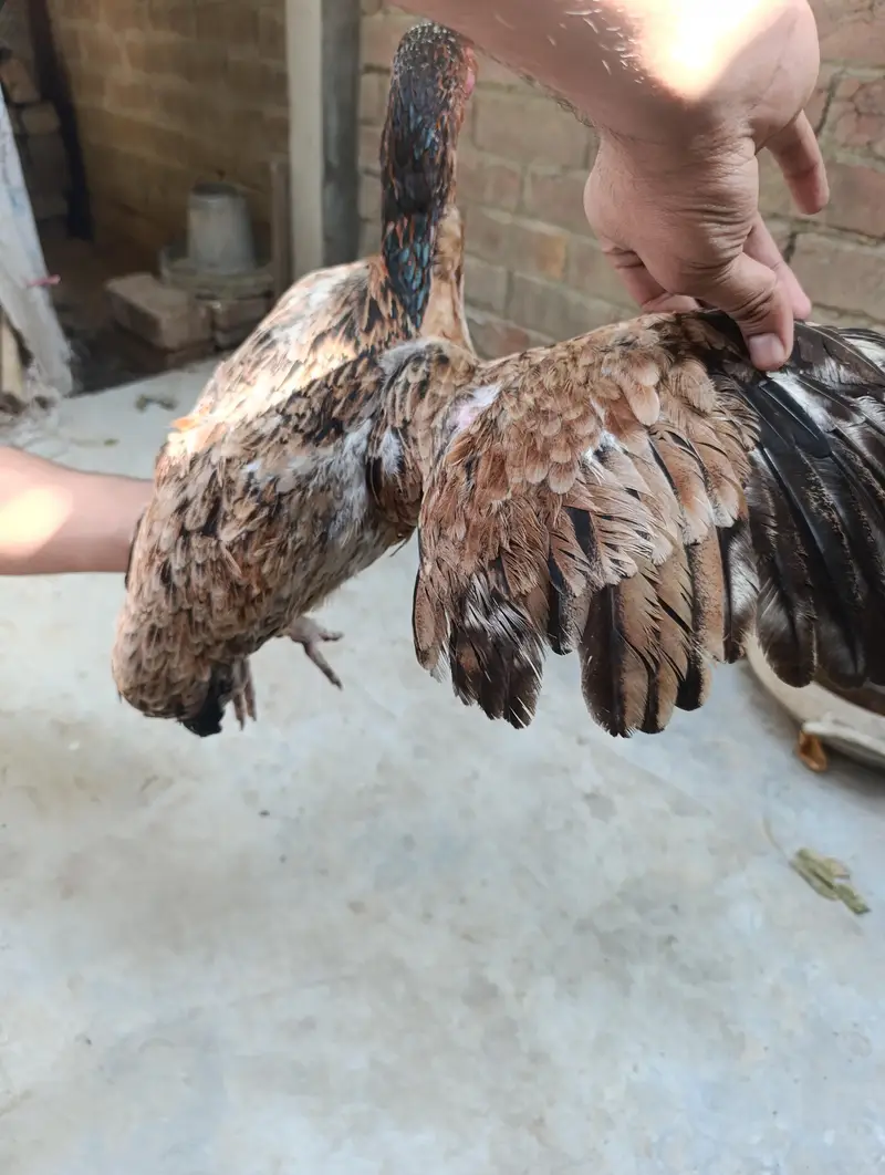 5 Hens for Sale — photo 6