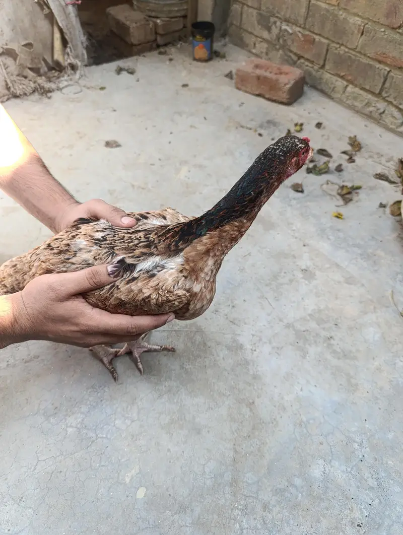 5 Hens for Sale — photo 7