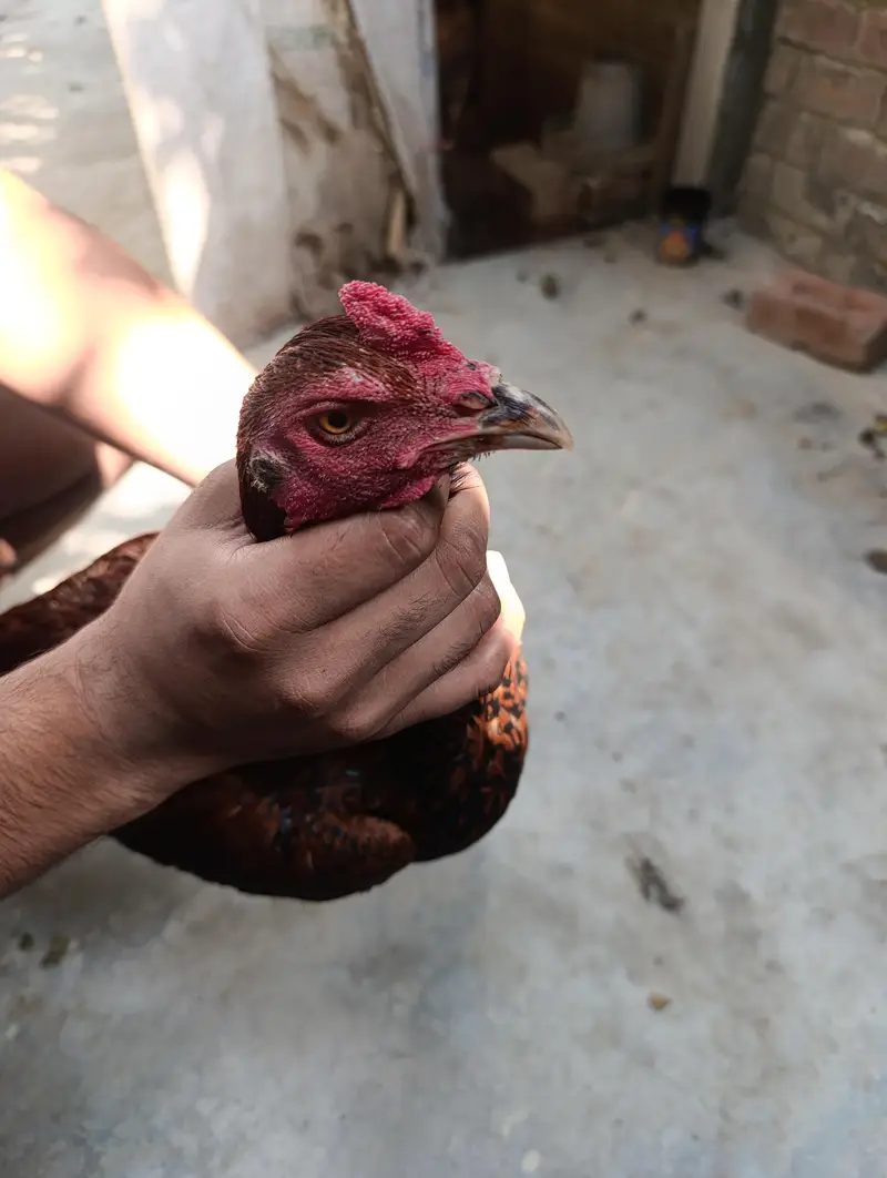 5 Hens for Sale — photo 8