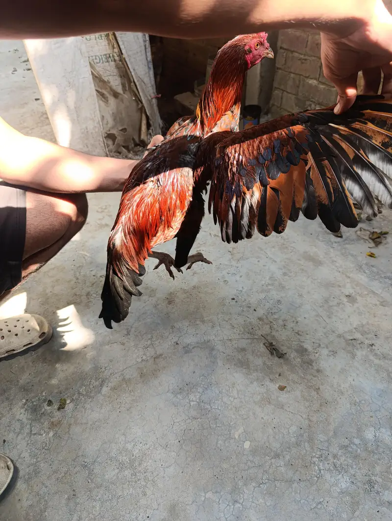 5 Hens for Sale — photo 9