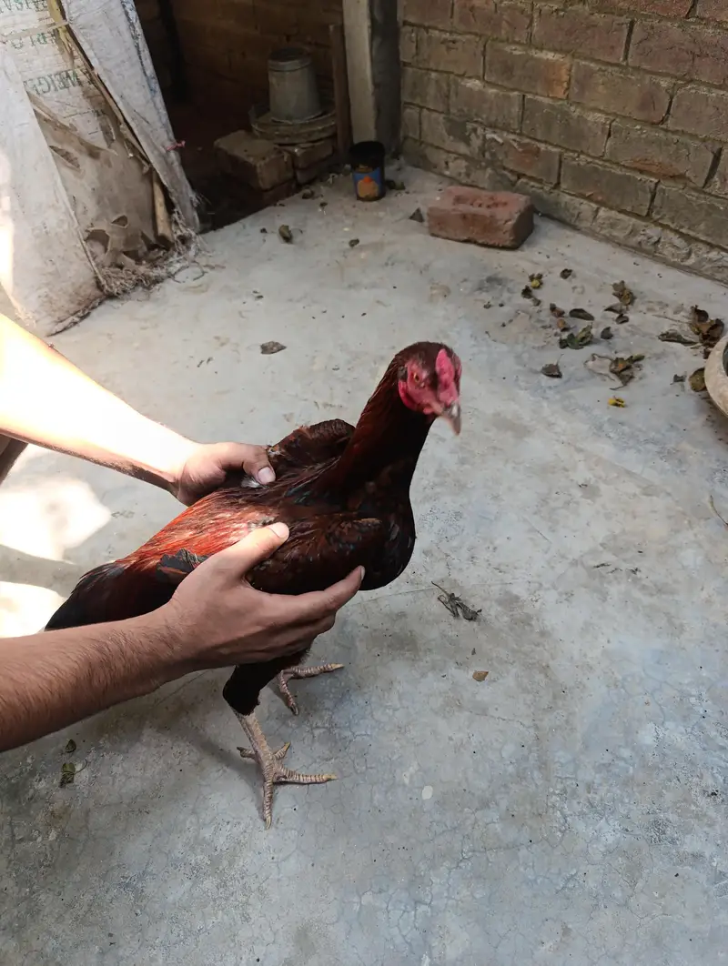 5 Hens for Sale — photo 10
