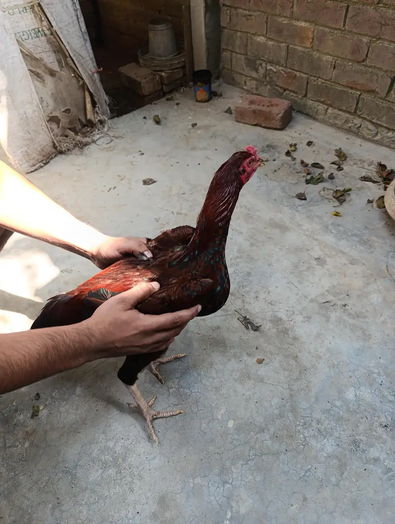 5 Hens for Sale — photo 11