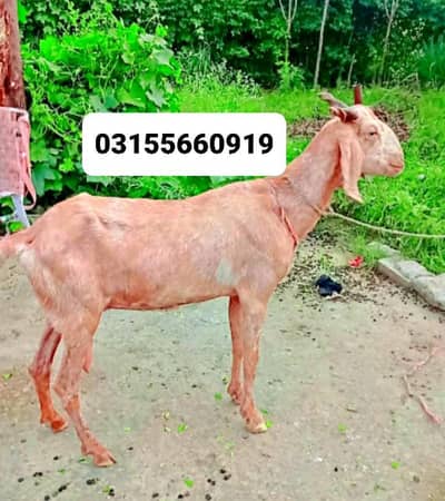 goat for sale