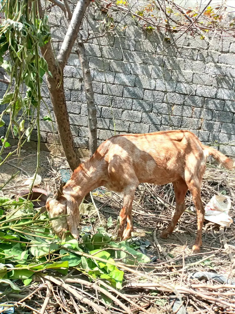 goat for sale — photo 2