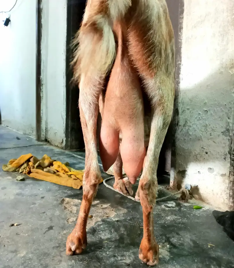 goat for sale — photo 3