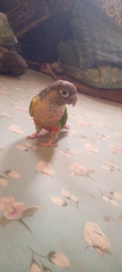 conure male 4 month full hand tame fly tame price final