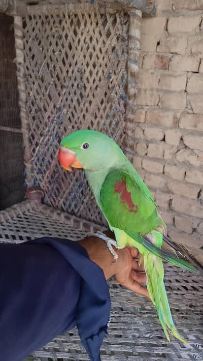 Raw parrot handtame for sale