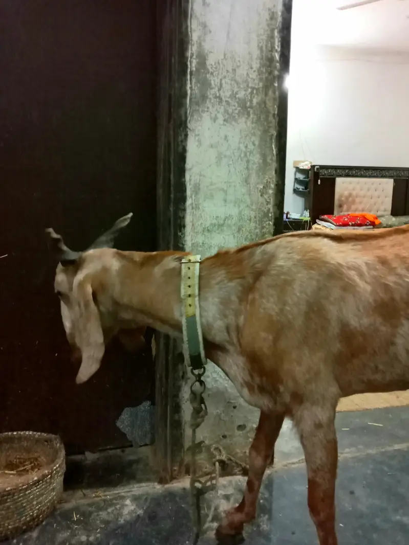 goat for sale — photo 5