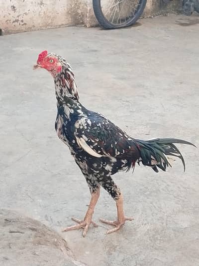Cheena