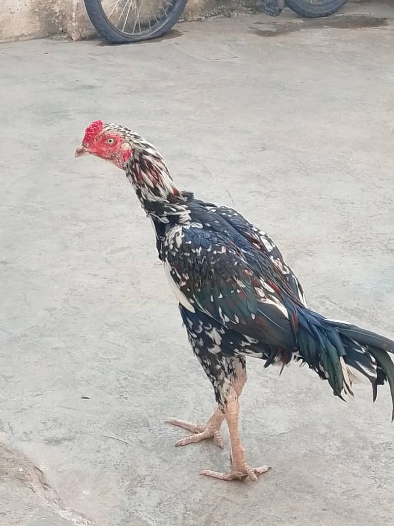 Cheena 2