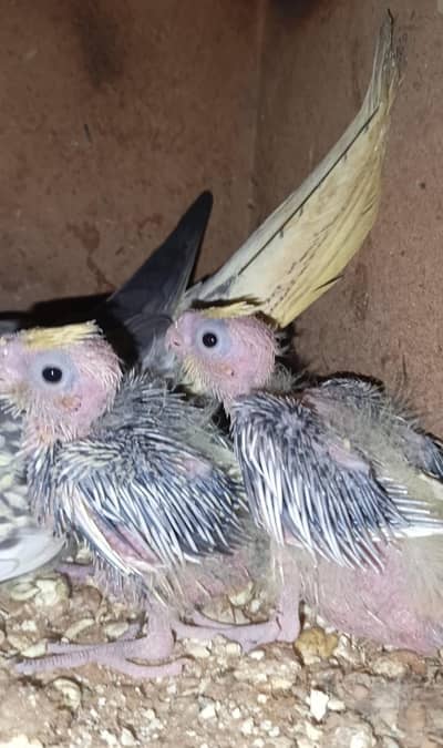 Cocktail Chicks and lovebird chick for tame