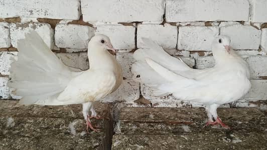 Lakky kabootar Fancy Pigeon Pair