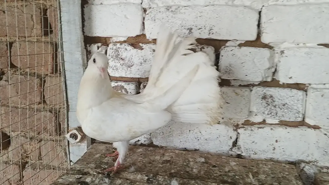 Lakky kabootar Fancy Pigeon Pair — photo 3