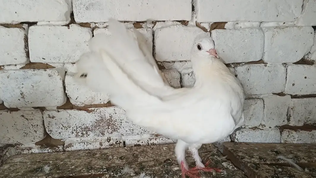 Lakky kabootar Fancy Pigeon Pair — photo 4