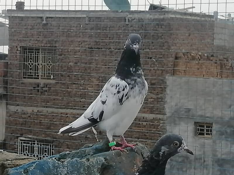 فیروزپوری، ٹیڈی،گولڈن،سادھنا بریڈ کے پٹھے پٹھیاں 0