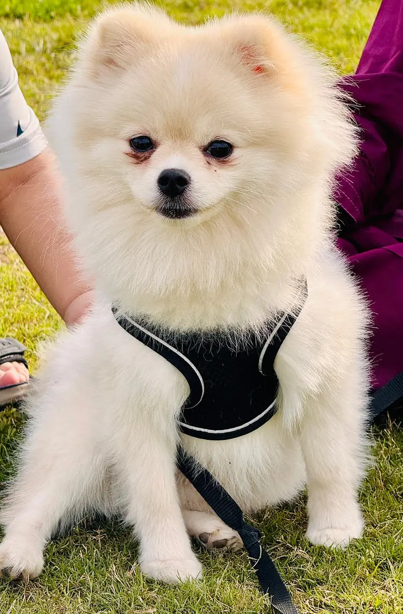 Imported White Pomeranian Male | Purebred | Pedigree Pomeranian Dog