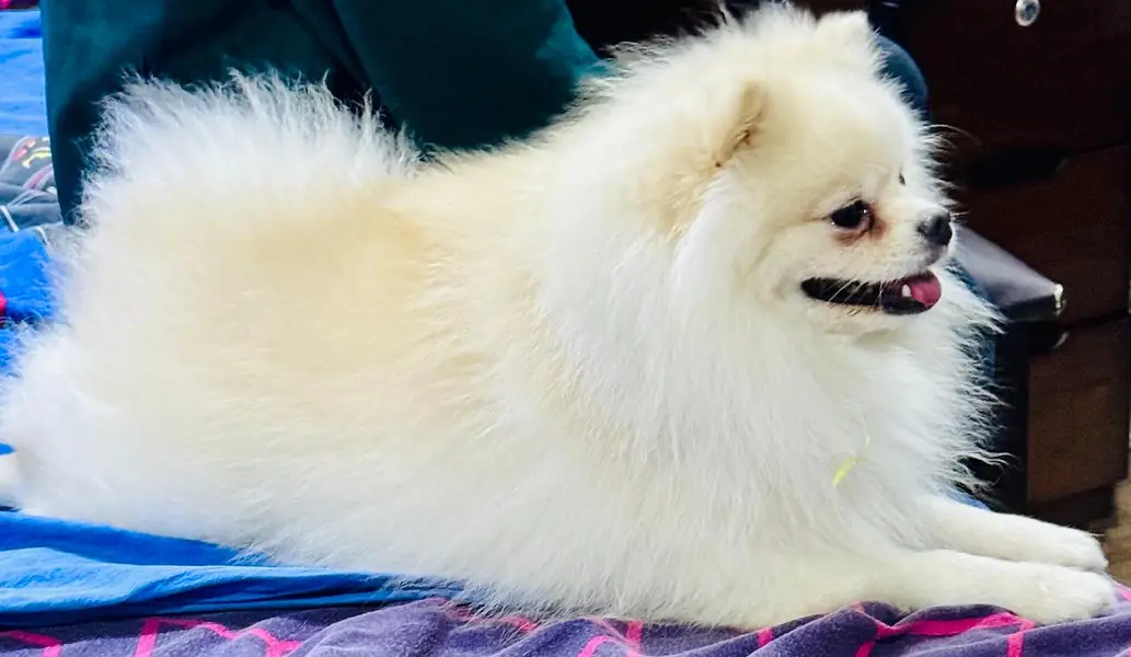 Imported White Pomeranian Male | Purebred | Pedigree Pomeranian Dog — photo 2