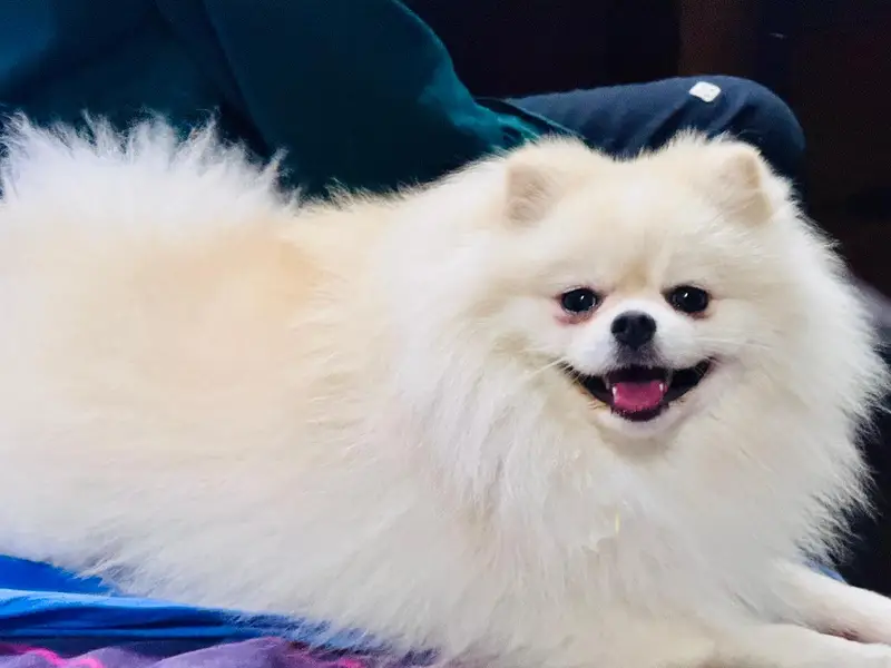Imported White Pomeranian Male | Purebred | Pedigree Pomeranian Dog — photo 3