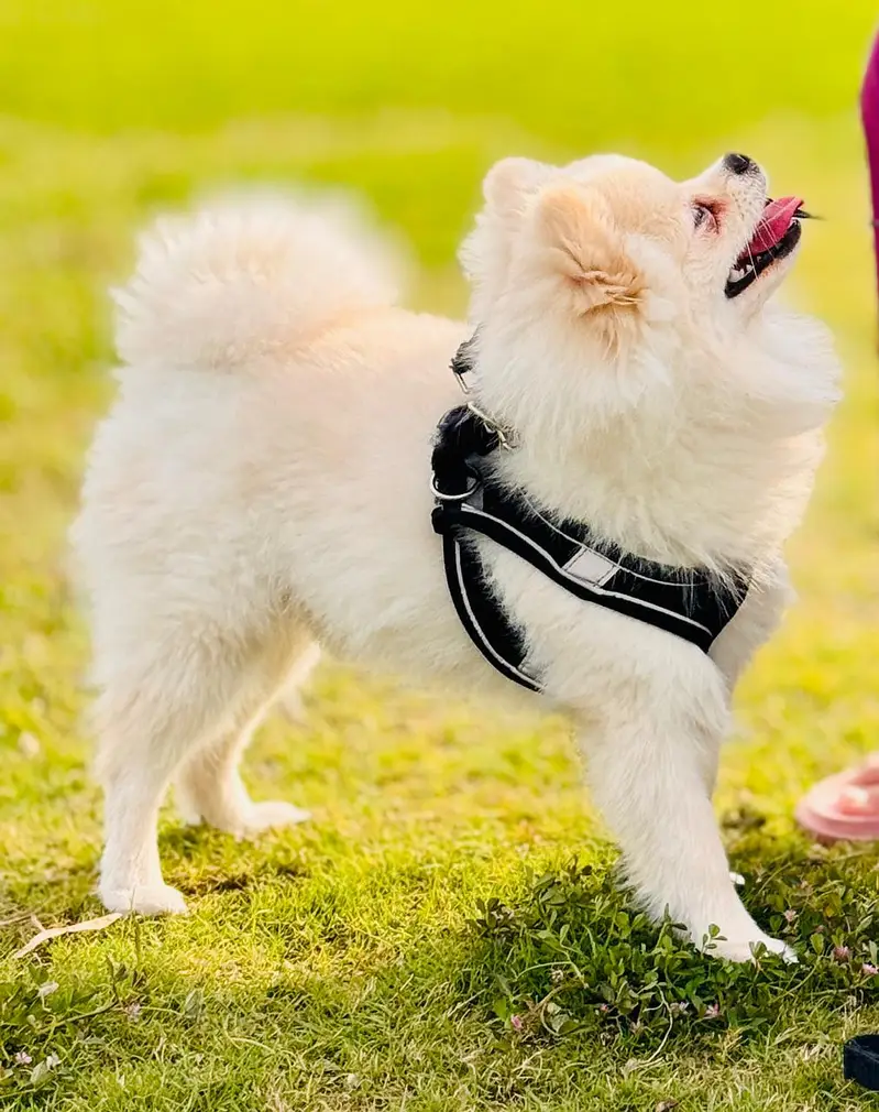 Imported White Pomeranian Male | Purebred | Pedigree Pomeranian Dog — photo 4