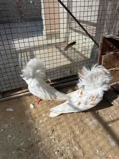 naqab posh pair