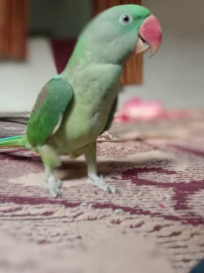 Alexander parrot kashmiri pahadi