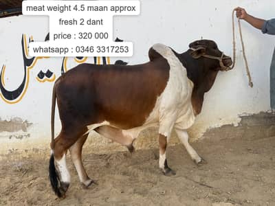 Sahiwal bchra | 2 dant Bachra | ablak bull | cholistani |Qurbani 2027