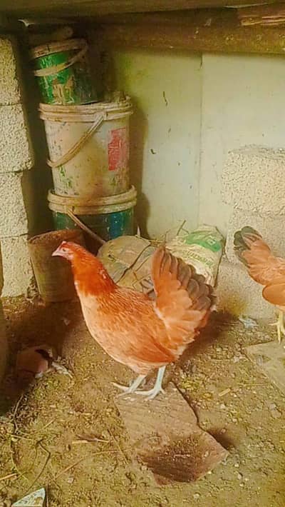 healthy active and fully vaccineted hens for you