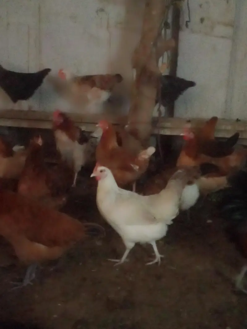 healthy active and fully vaccineted hens for you — photo 2