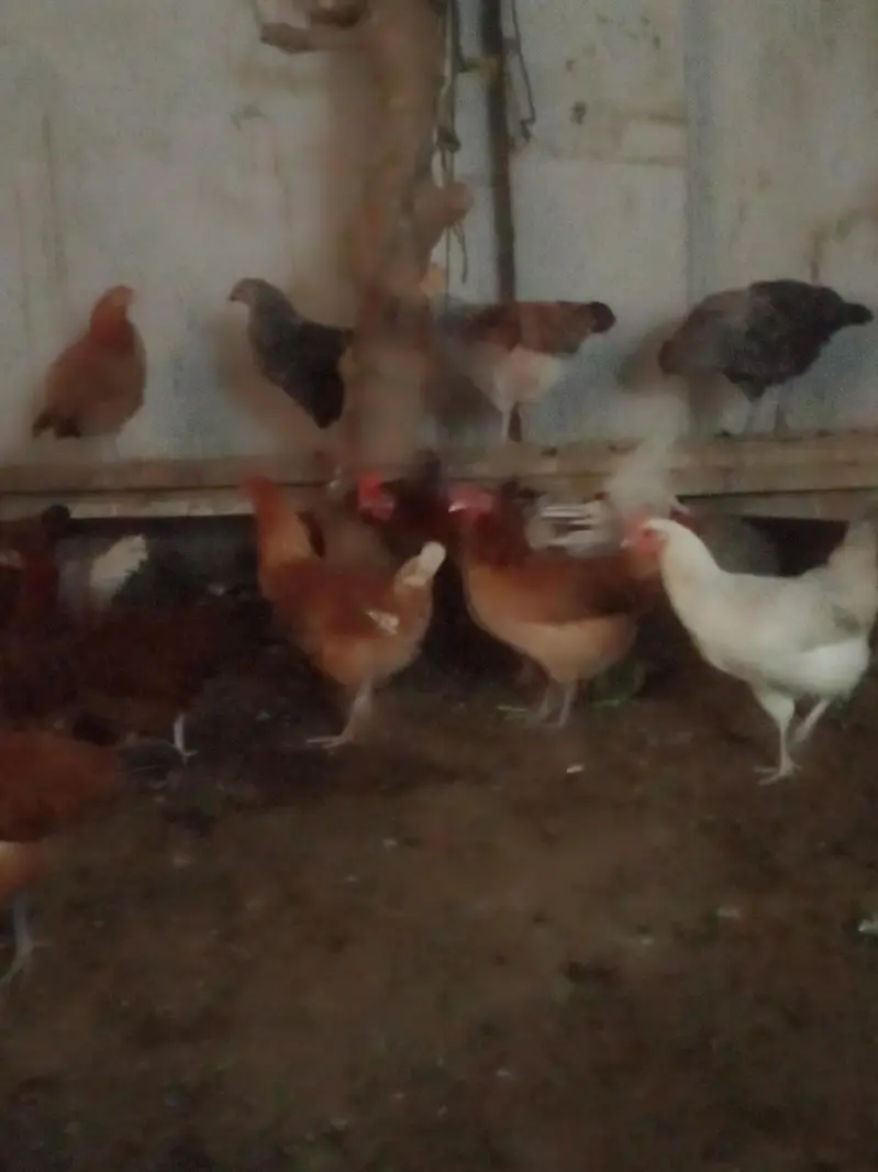 healthy active and fully vaccineted hens for you — photo 3