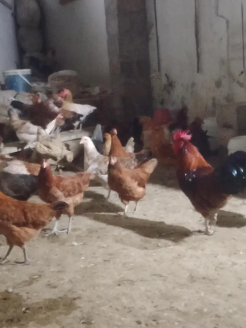 healthy active and fully vaccineted hens for you — photo 4