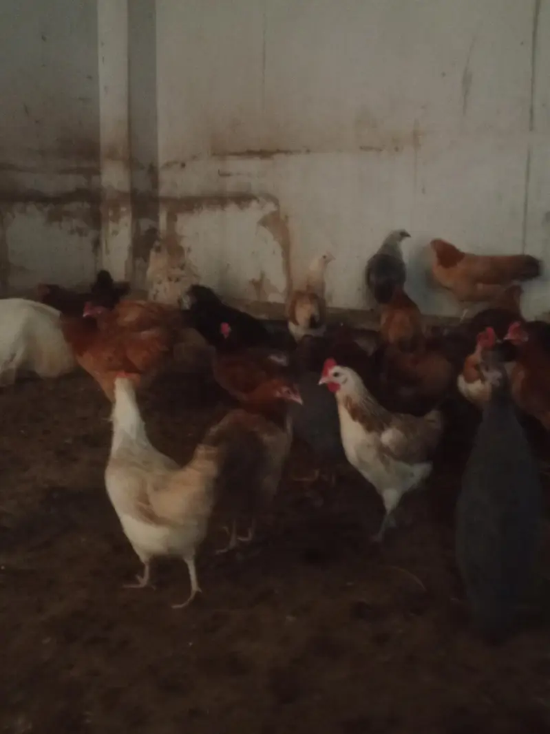 healthy active and fully vaccineted hens for you — photo 5
