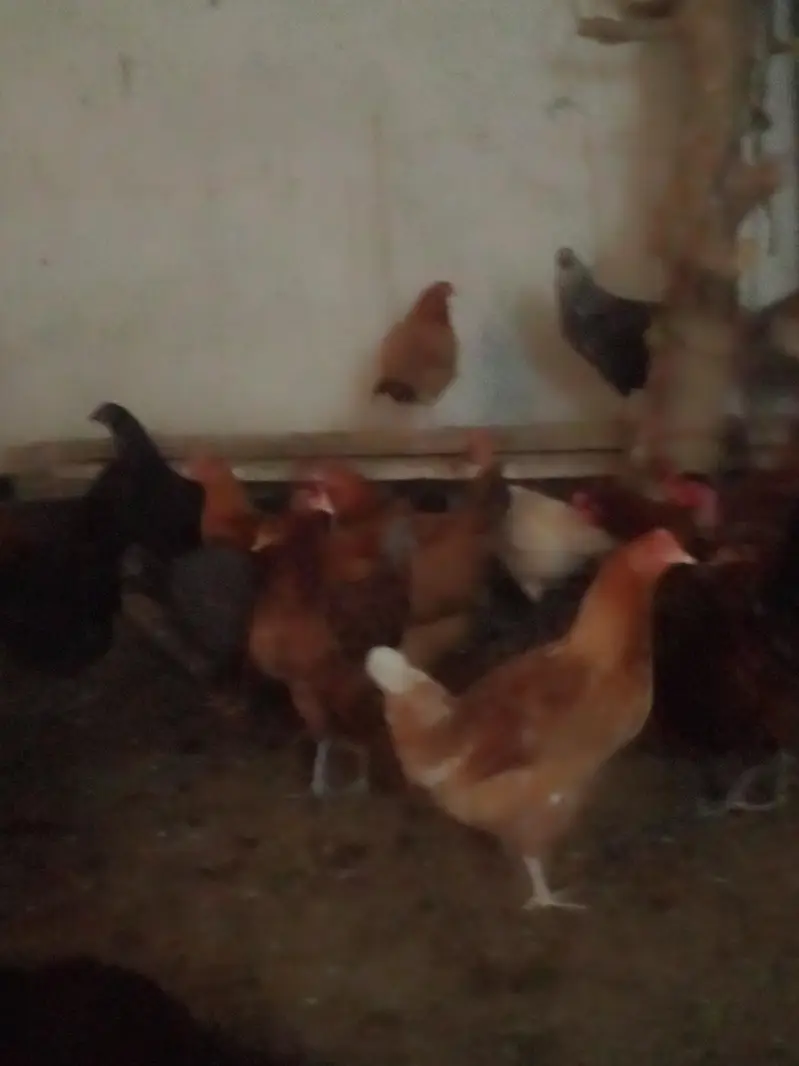 healthy active and fully vaccineted hens for you — photo 6