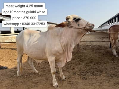 Bull | Bachra sale | desi bachre | Ablak | Palai Service | Cholistani