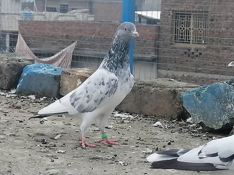 فیروزپوری، ٹیڈی،گولڈن،سادھنا بریڈ کے پٹھے پٹھیاں 1