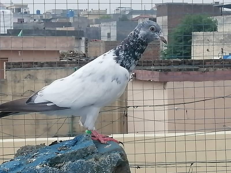 فیروزپوری، ٹیڈی،گولڈن،سادھنا بریڈ کے پٹھے پٹھیاں 2