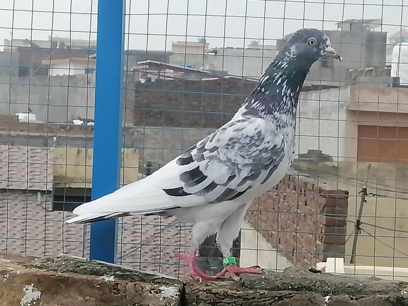 فیروزپوری، ٹیڈی،گولڈن،سادھنا بریڈ کے پٹھے پٹھیاں 3